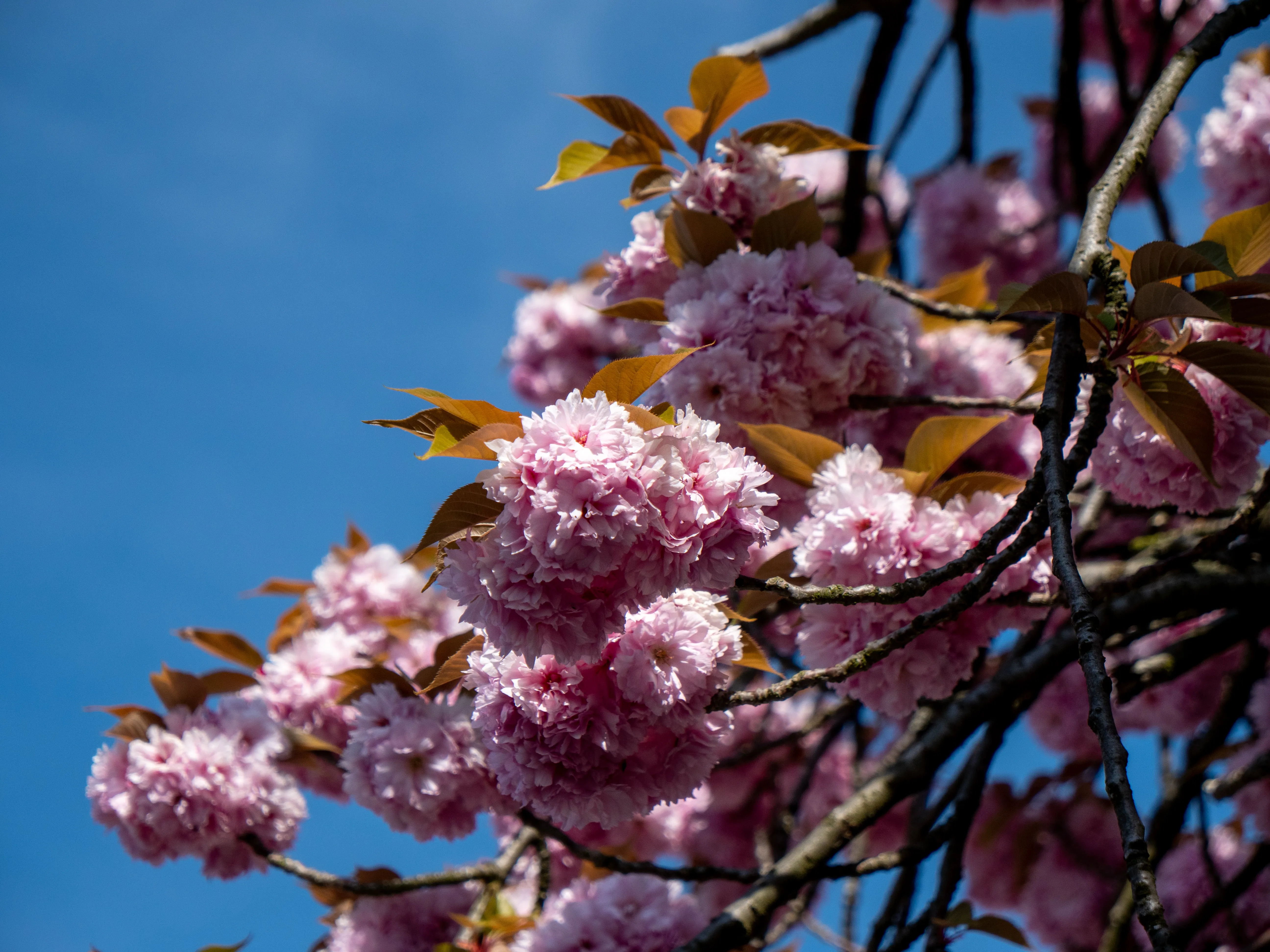 Flowers Blooming Gallery - Picture 10